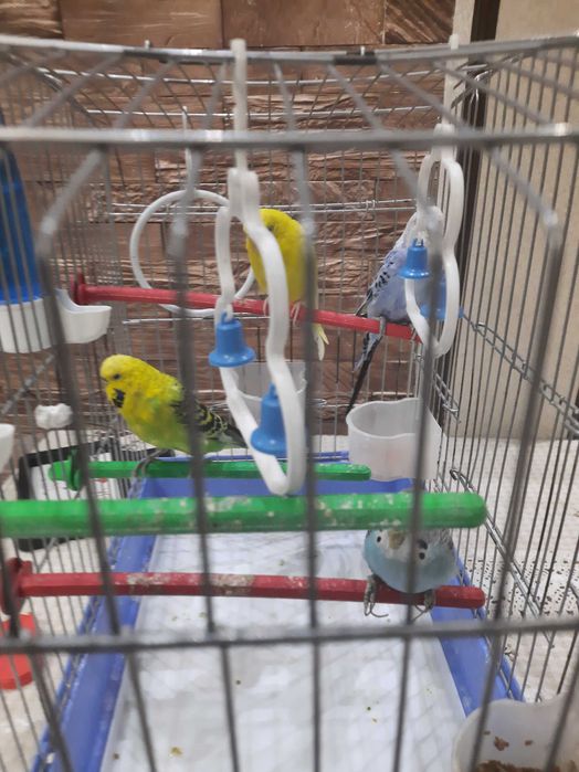 Продаётся попугаи вместе с клетком