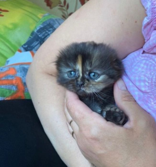 Шотладско вислоухие котята