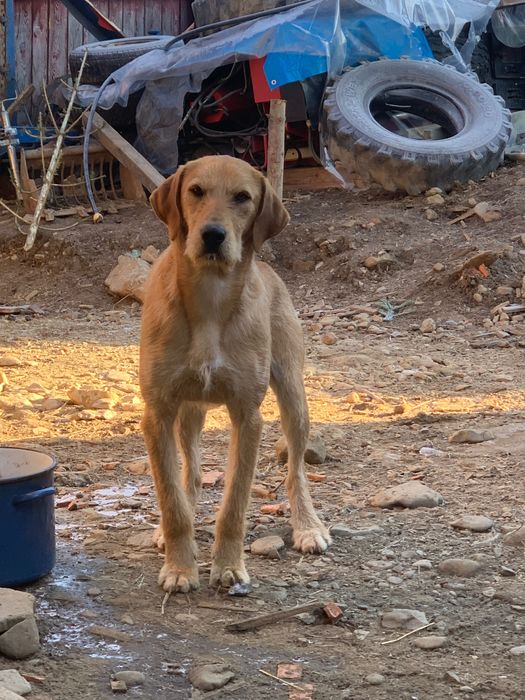 Donez caine de paza si vanatoare.