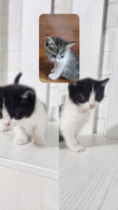 Продаются! Котята