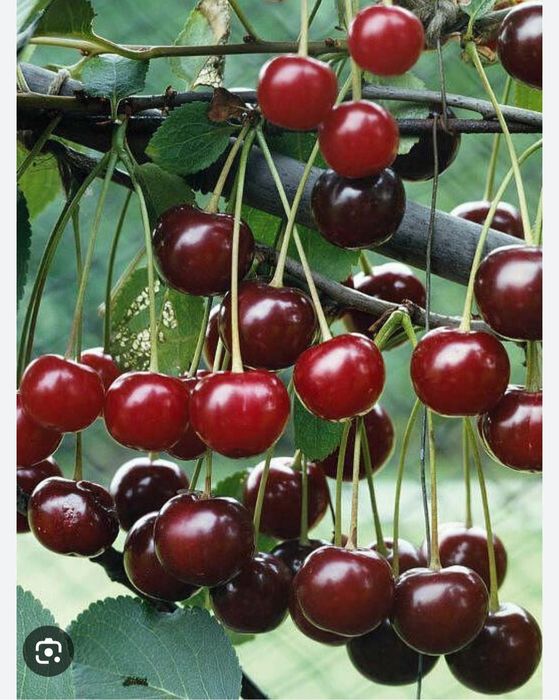 Вишня. Смородина