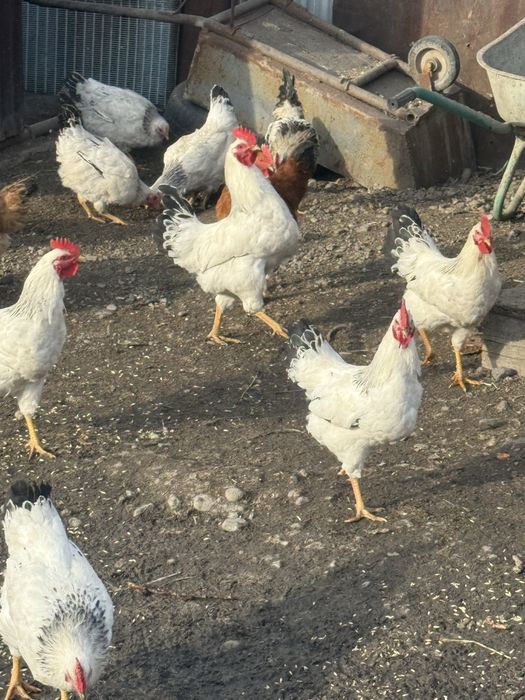 Продам петухов …