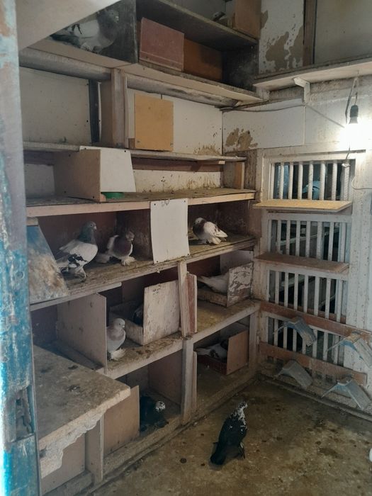 Голуби продам недорого.