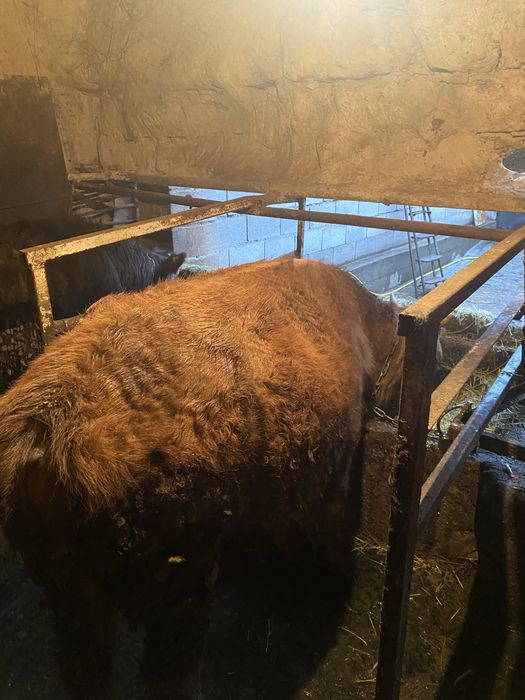 Продам быков 11мес