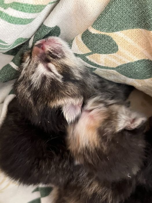 Котята маленькие!