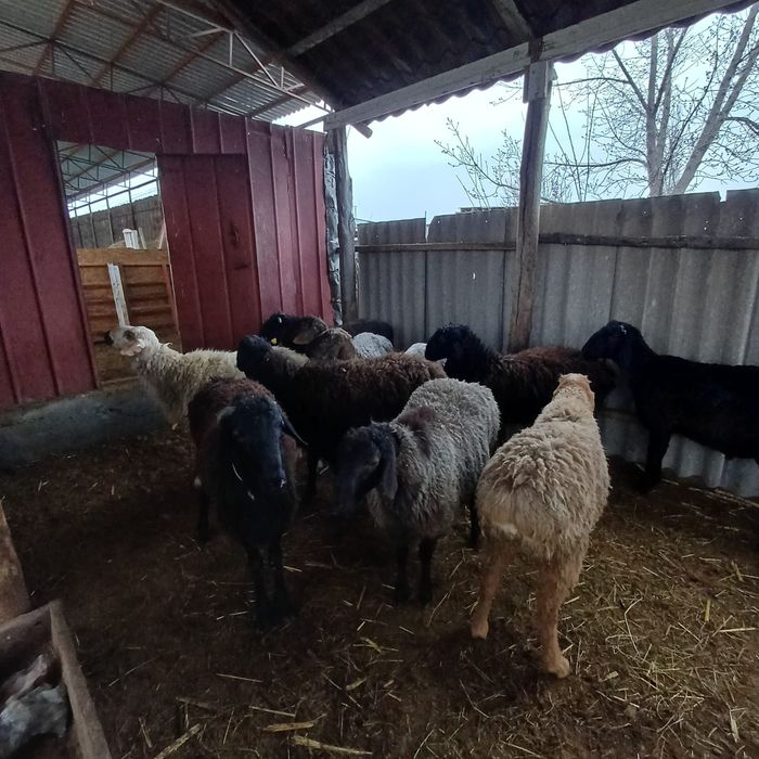 Продаются жирные бараны