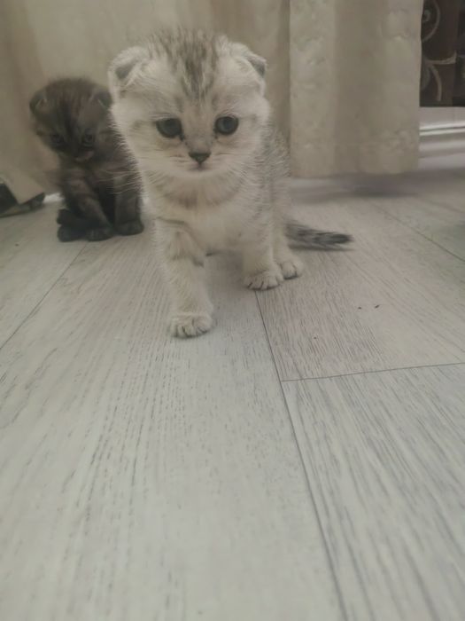 Продам шодланских котят