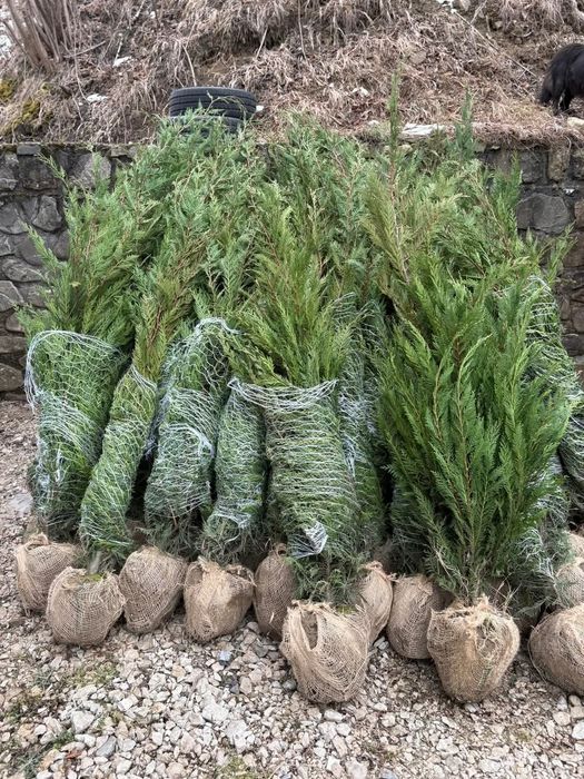 Leylandii 2.5m- 3m gard viu/ calitate premium/ gazon rulou sport