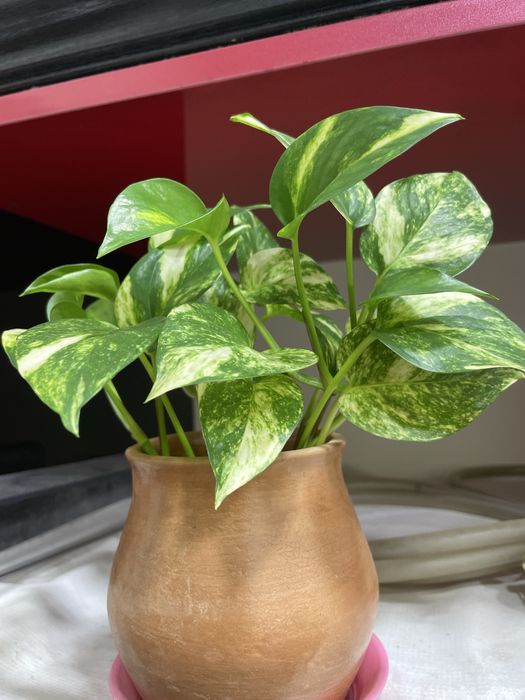 Сцинда́псус — род растений семейства Ароидные, лиана.