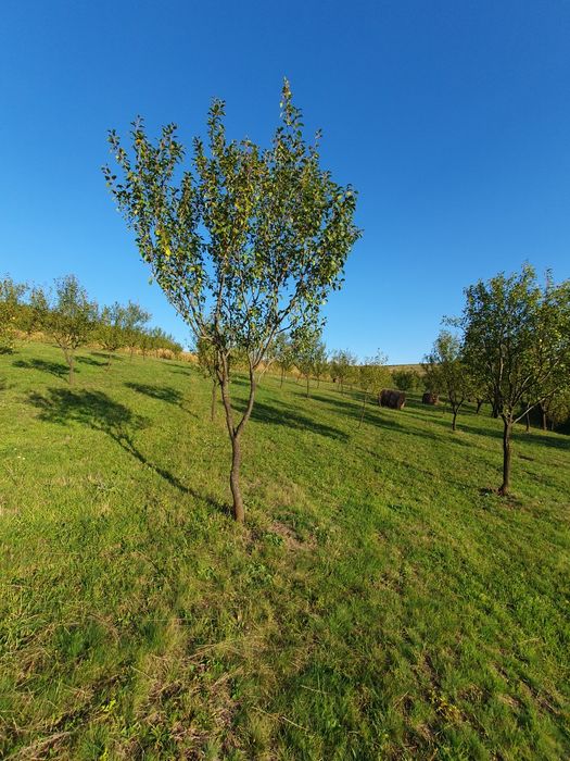 Livada de pomi tineri