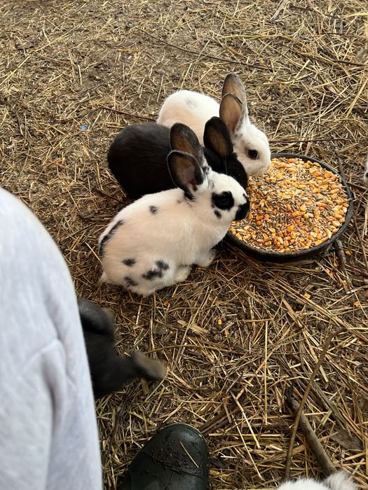 Vand/schimb iepuri, pui si maturi