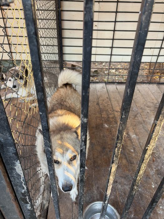 Пародия Лайка Собака
