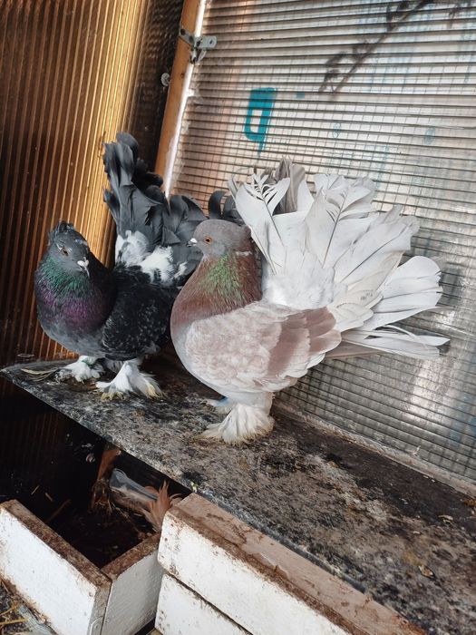 Vand porumbei voltati indieni