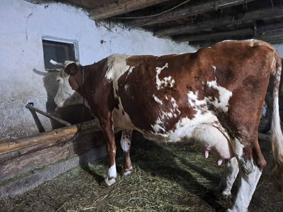 Vând 5 vaci cu lapte