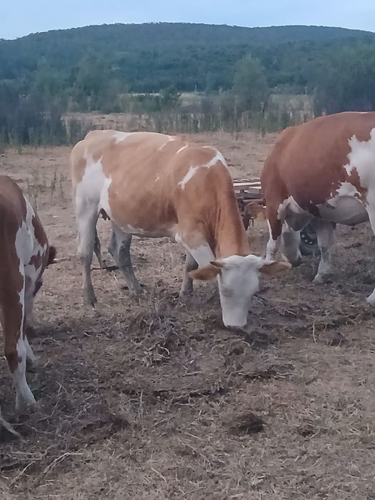 Vand 4 vitele baltate