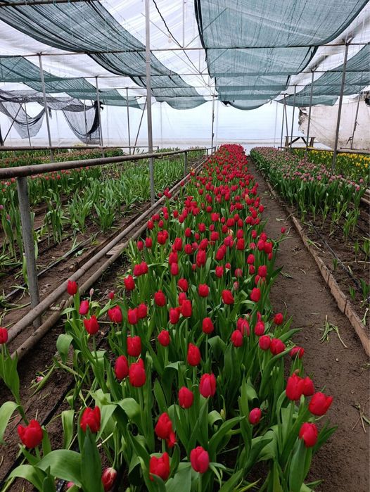 Тюльпаны Алматы 8 март