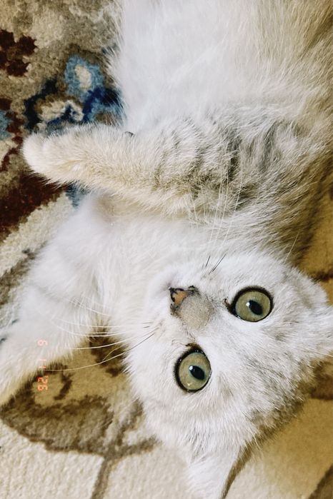 Котенок 4 месяц белого цвета