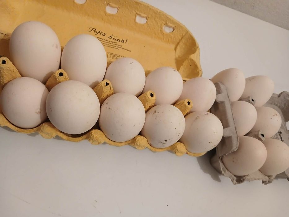 Ouă de gâscă și de găină