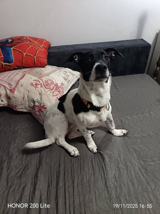 Luna are 1 anișor și își caută familia potrivită pentru ea.