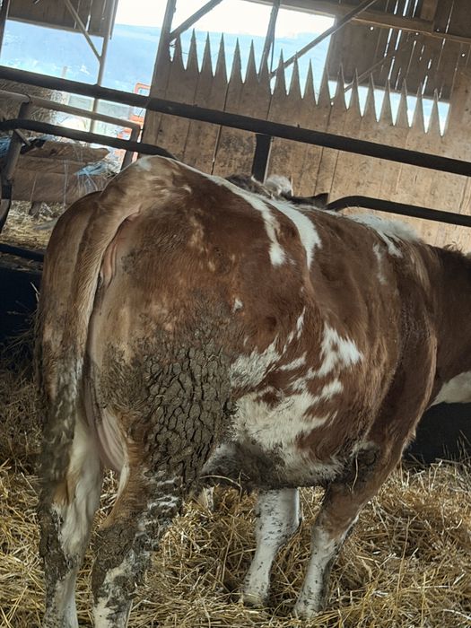 Juninci Gestante Baltata Romaneasca