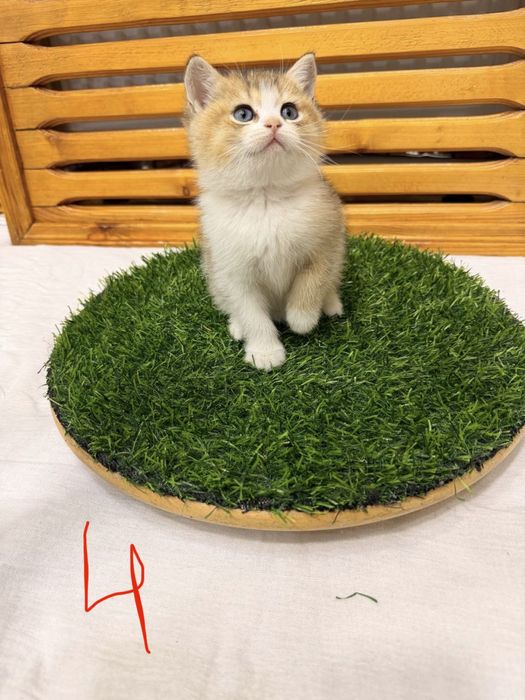 Котята Скоттиш Фолд и Страйт