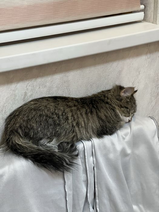 Mushum 5 oylik ismi mark