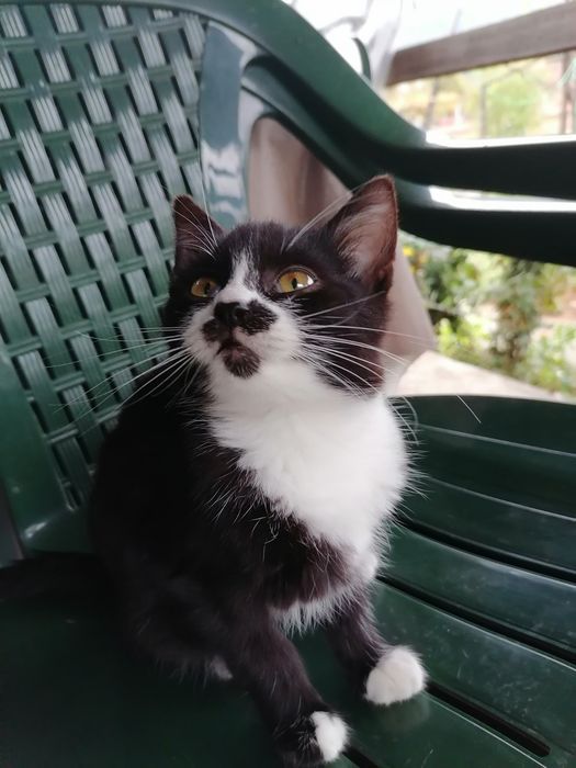 Котенце за осиновяване