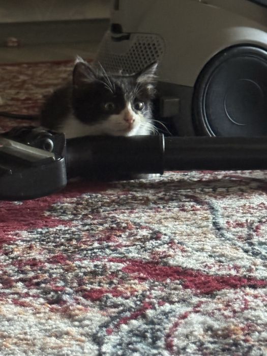Котик бесплатно