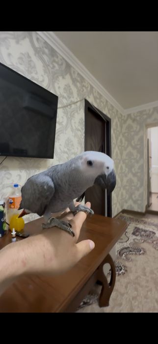 Продается попугай жако