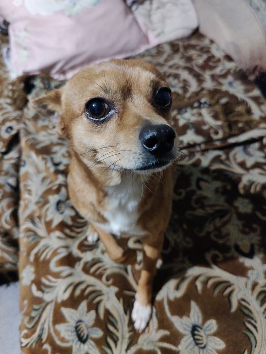 Собака той-терьер