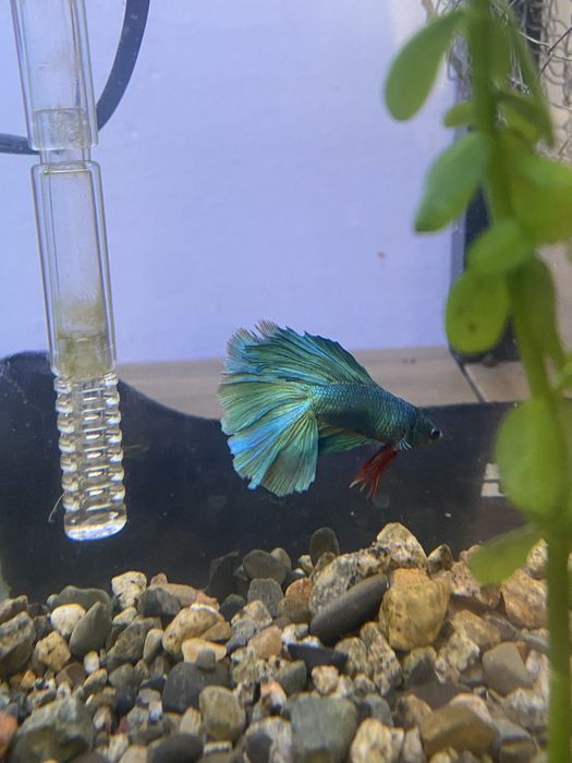 Петушки самцы  красивый