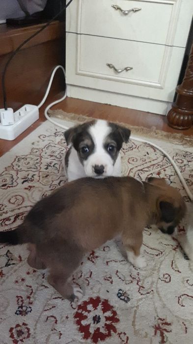 Щенки дворянских кровей