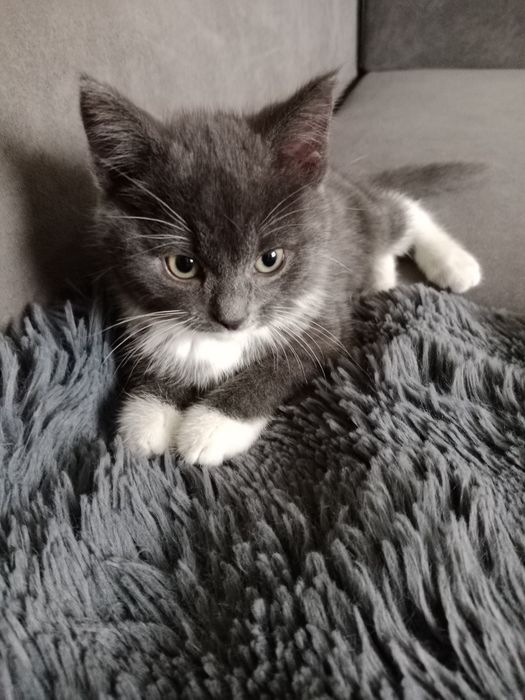 Отдам котенка в добрые руки!