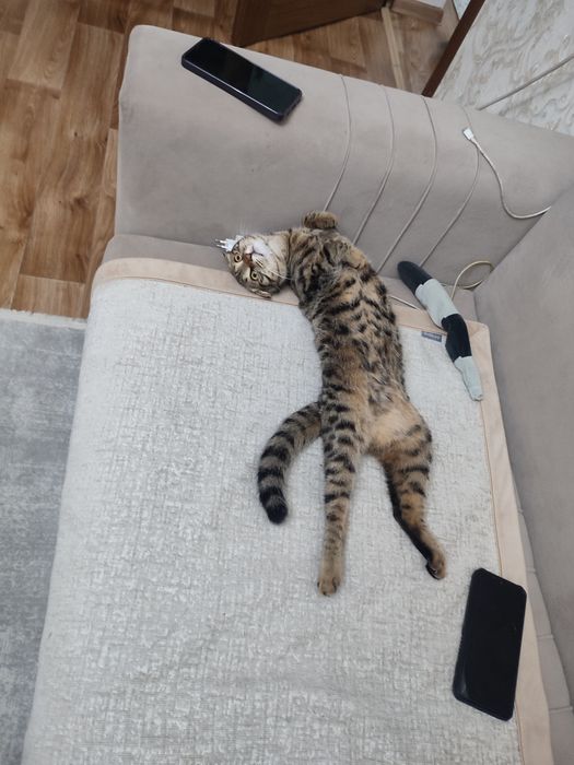 Отдам даром кота