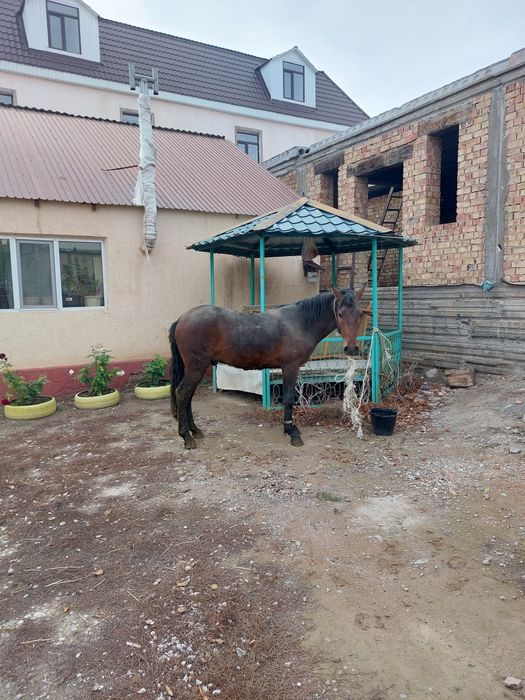 Согым сатылады кг