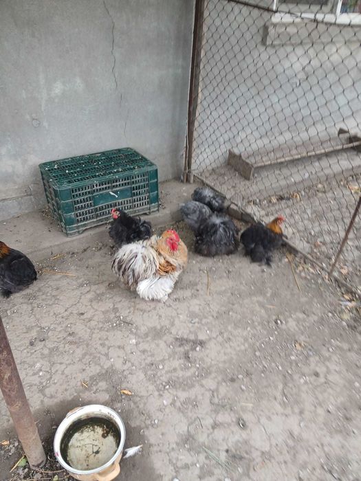 Vând cocoși Cochinchina
