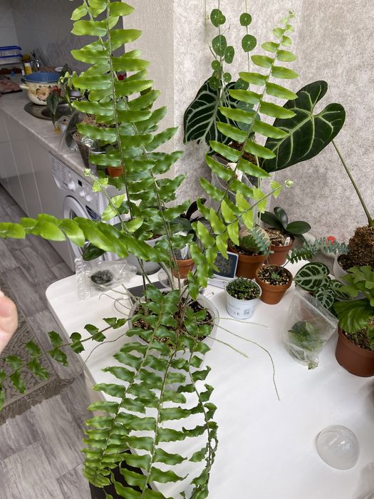 Нефролепсис папоротник