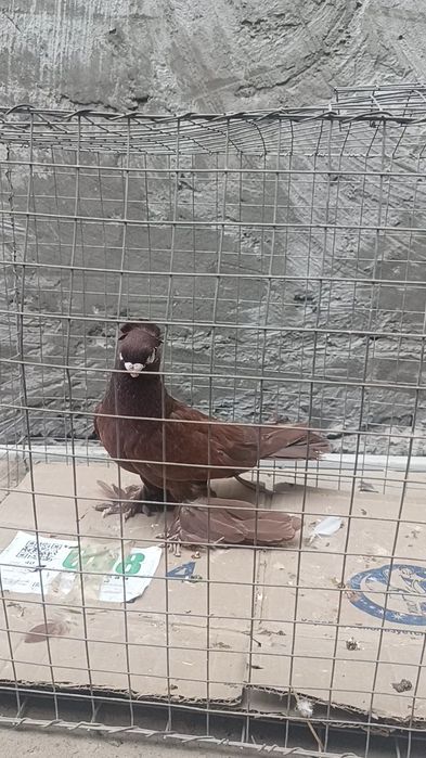 Голуби руян самец