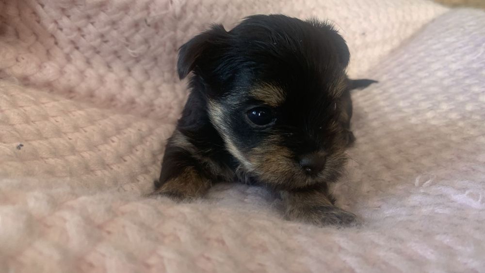 Продам щенков йоркшерского терьера.