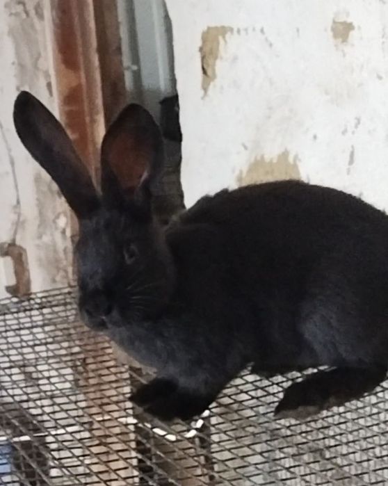 Продается крол строкач