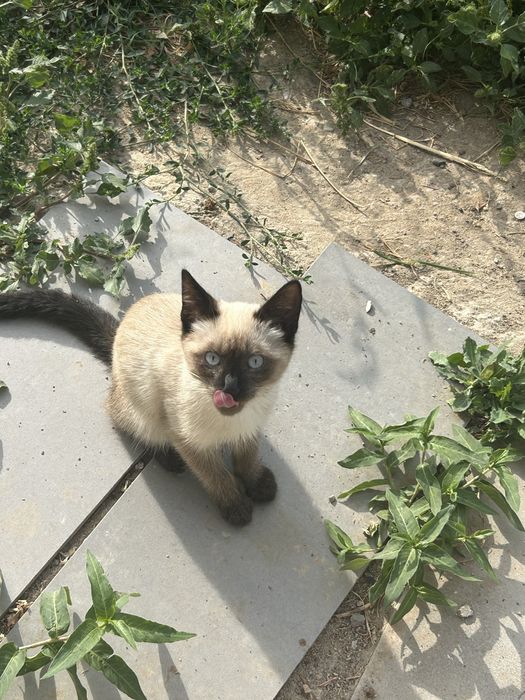 Отдам котят бесплатно в хорошие руки
