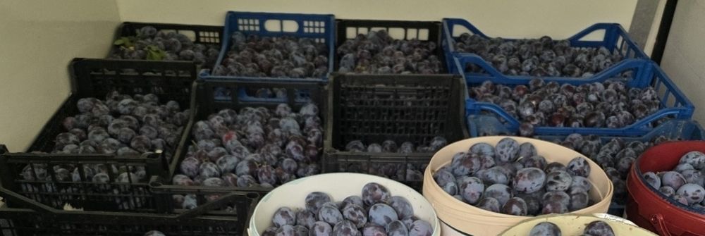 Tuica de prune 40 litri-Ploiesti Prahova si imprejurimi