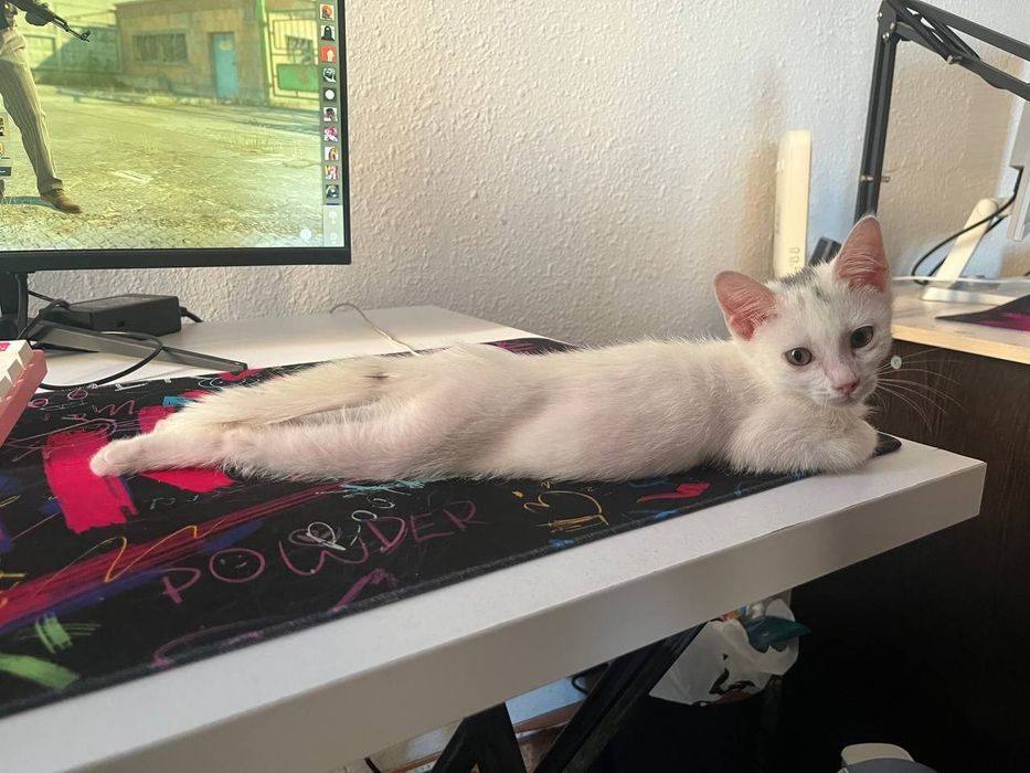 Отдам котенка в добрые руки
