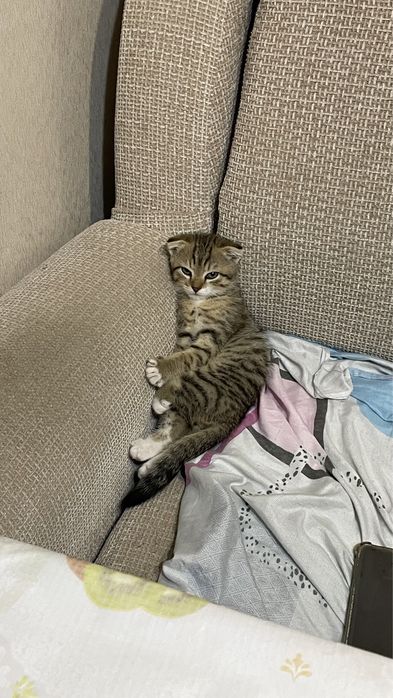 Кошка сатылады. Астана