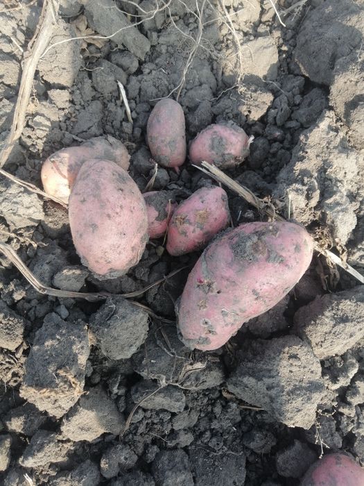 Продам картофель