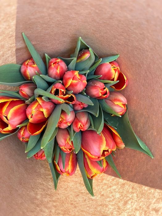 Продаем голландские тюльпаны