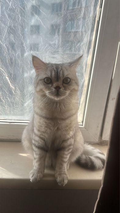 Кот британец для вязки,