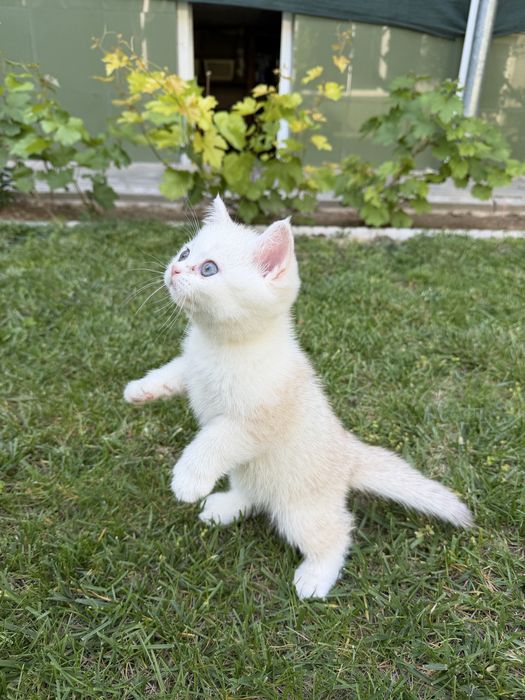 Britanskiy Shinshils 2 ta ogil bola