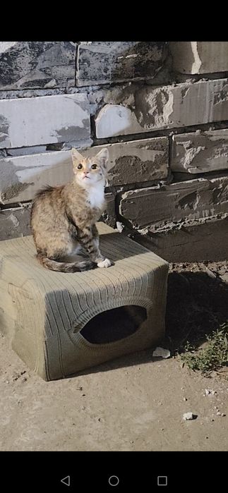 Отдам ласковую кошечку
