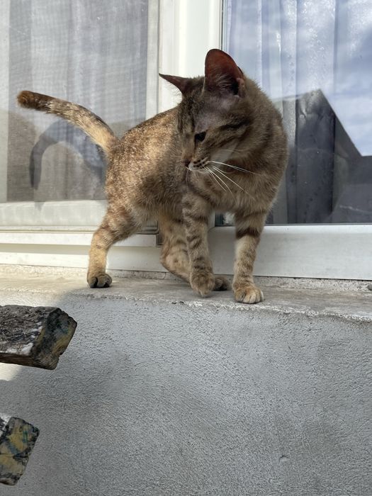 Ofer spre adoptie 4 pisicute si un motan